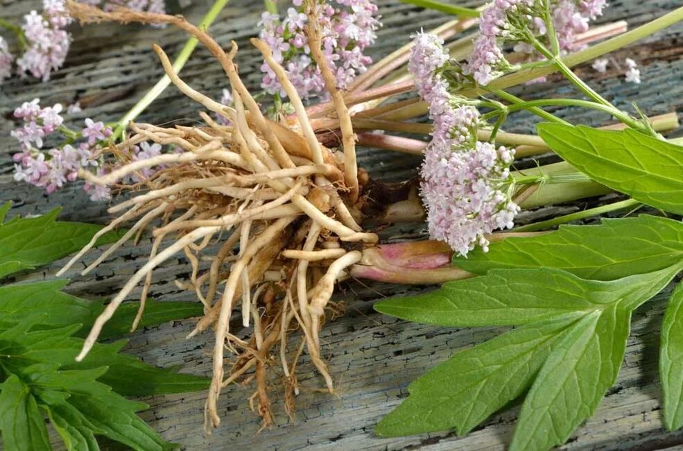 raíz de valeriana en Welltone